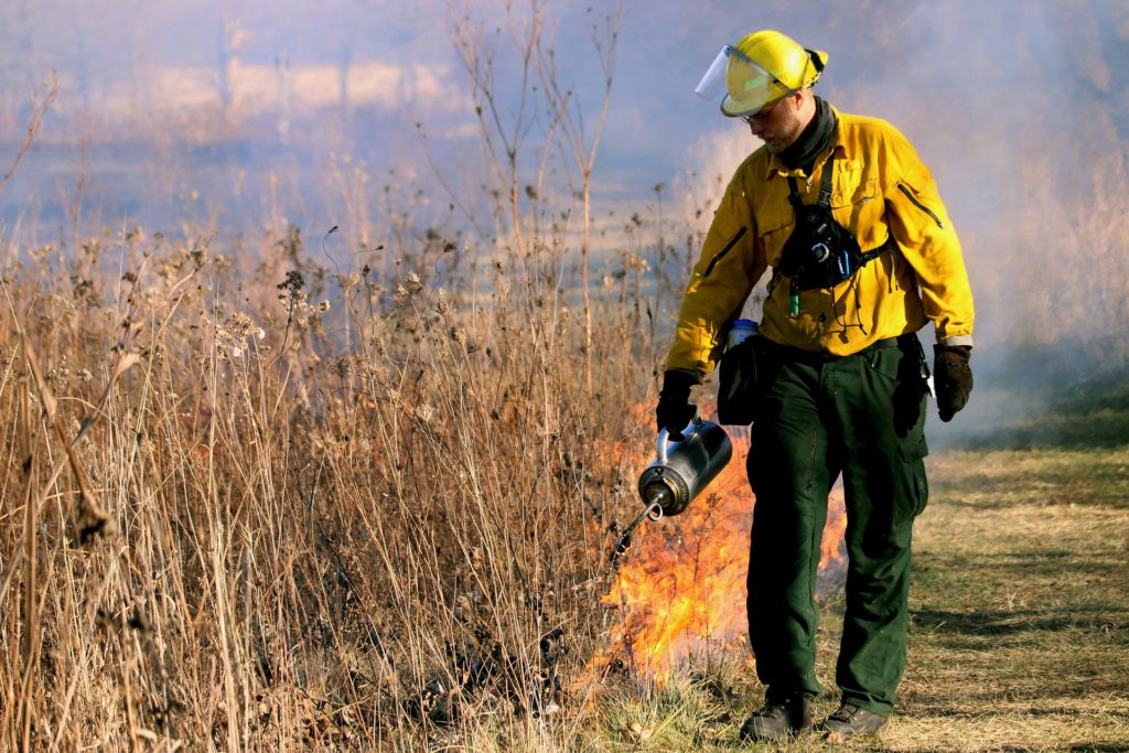 Firefighter performing a controlled burn to help reduce the risk of wildfire. 
