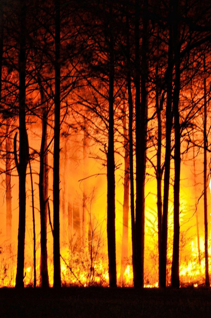 A raging forest fire